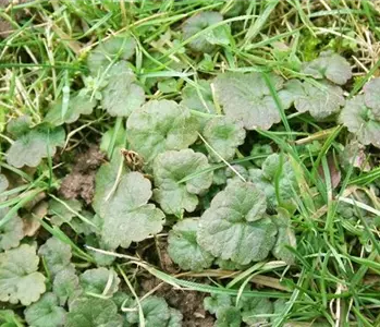 Unkrautbekämpfung im Garten