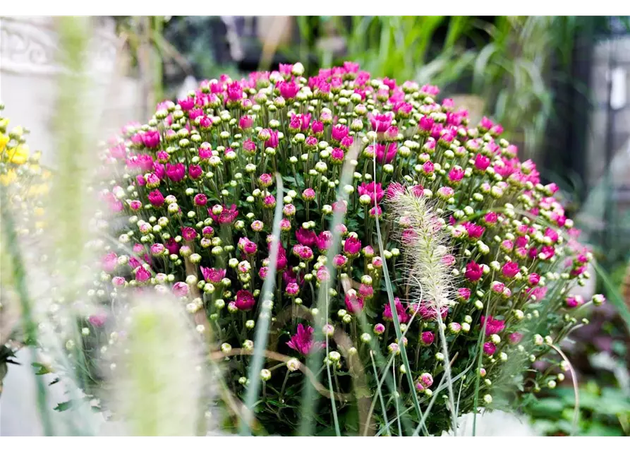 Chrysanthemen-Busch 