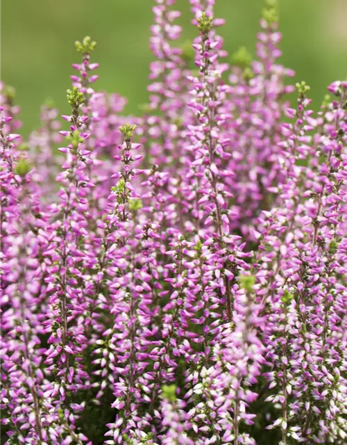 Calluna vulgaris Gardengirls®