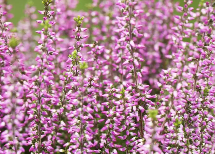 Calluna vulgaris Gardengirls®