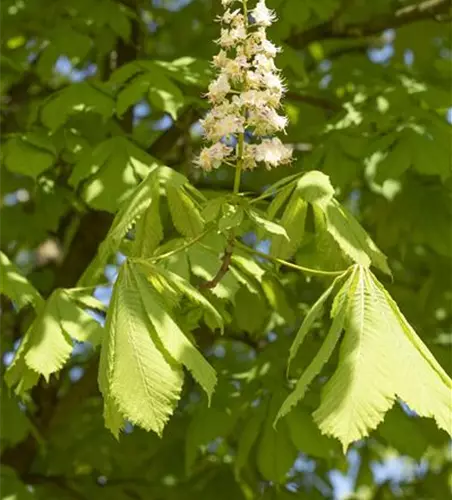 Aesculus hippocastanum