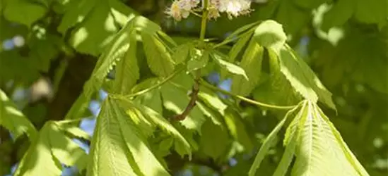 Aesculus hippocastanum