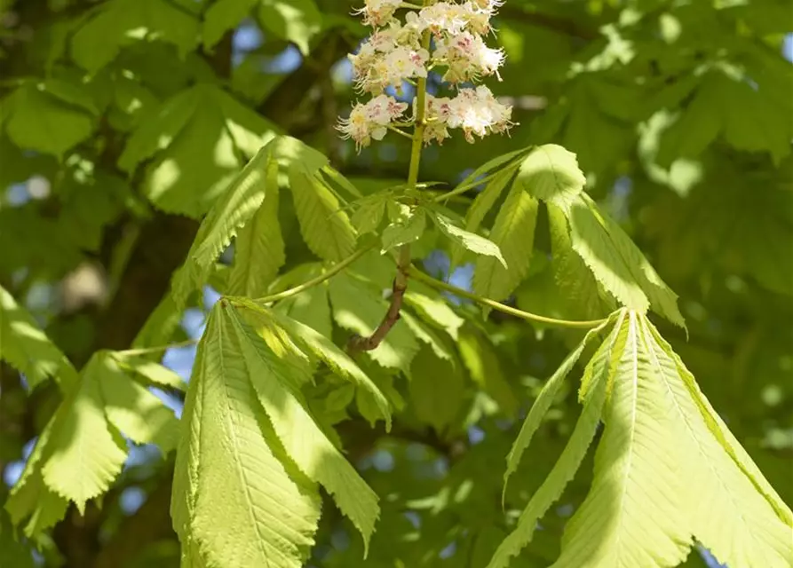 Aesculus hippocastanum