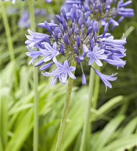 Agapanthus africanus