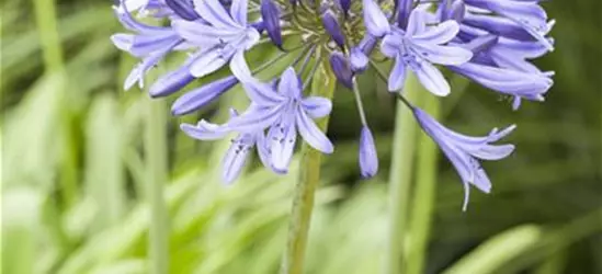 Agapanthus africanus