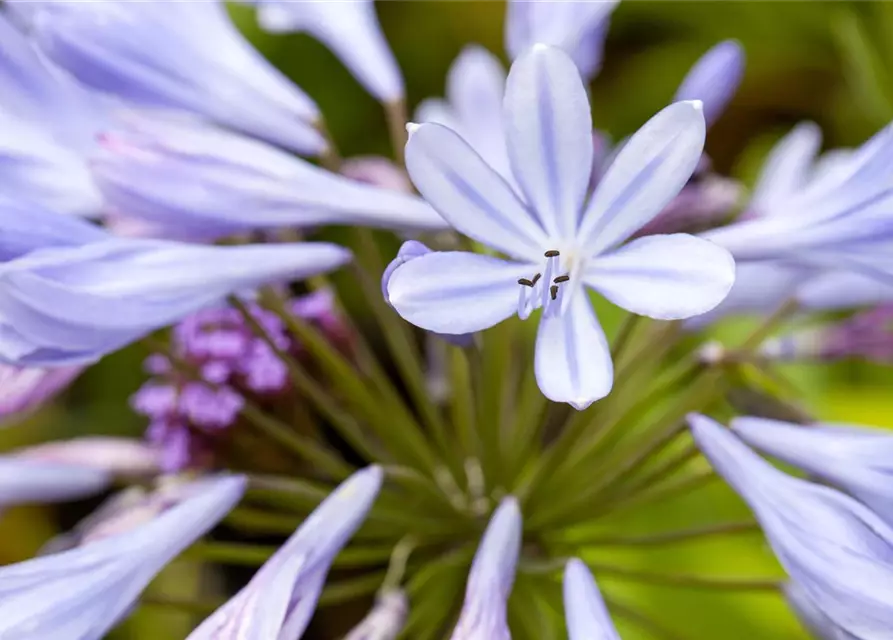 Agapanthus africanus