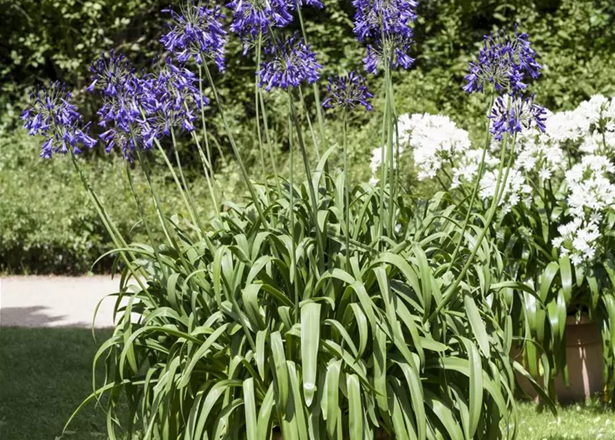 Agapanthus africanus