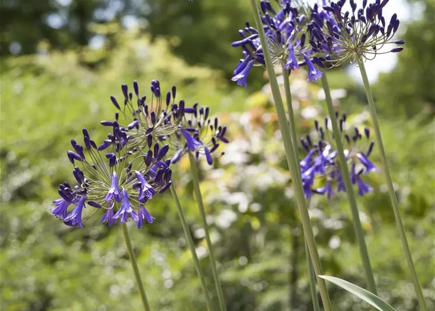 Agapanthus africanus