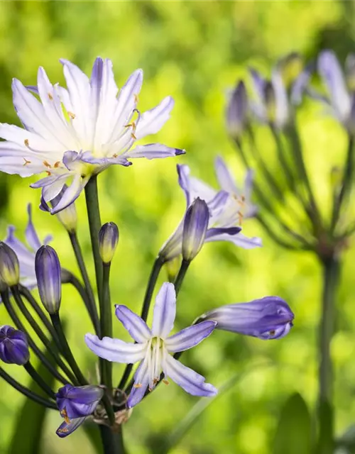 Agapanthus africanus