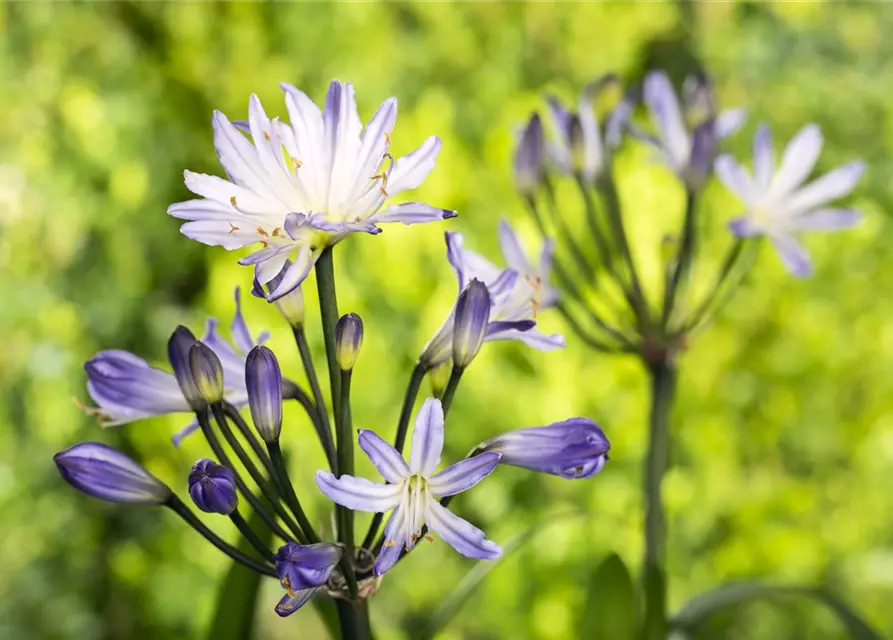 Agapanthus africanus