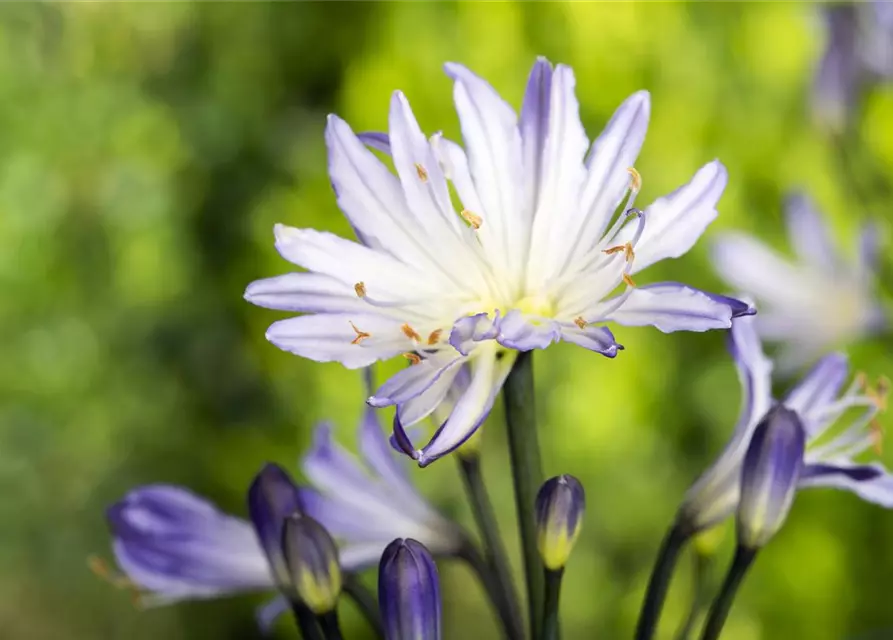 Agapanthus africanus