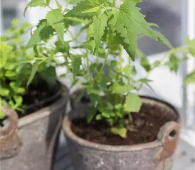 Agastache mexicana