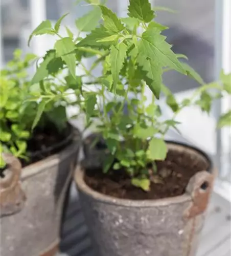 Agastache mexicana