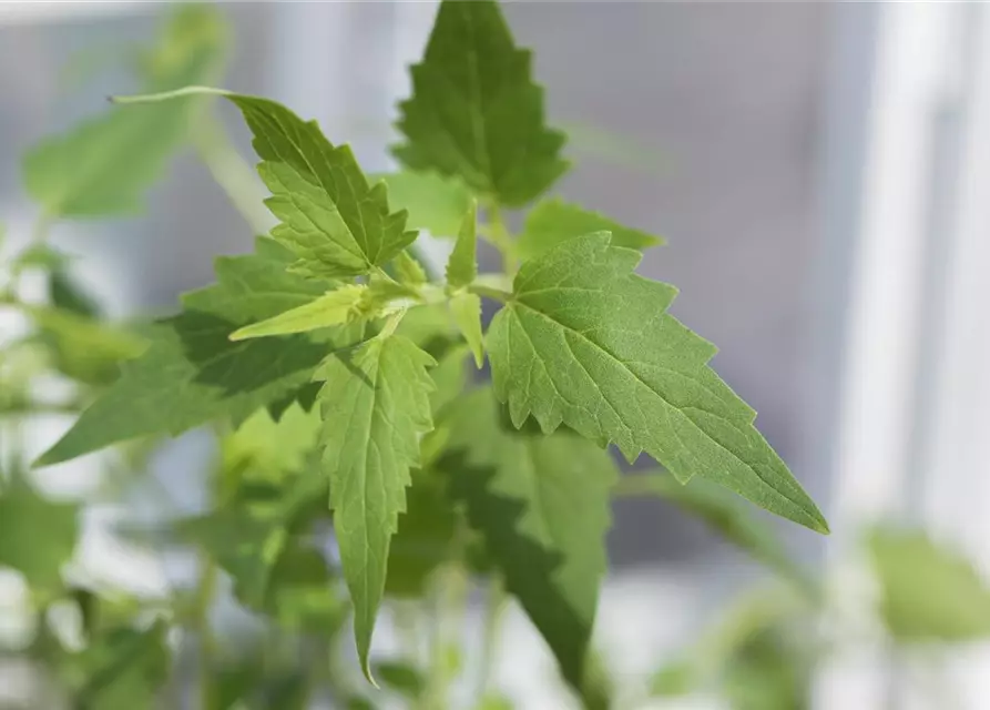 Agastache mexicana