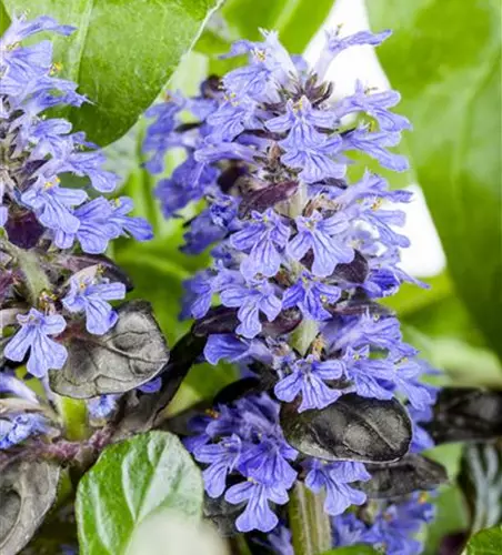 Ajuga reptans 'Atropurpurea'