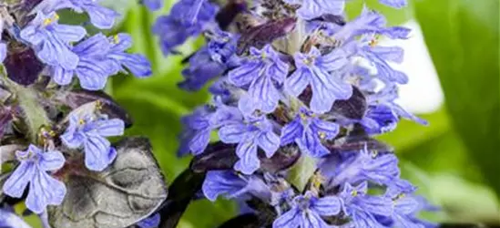 Ajuga reptans 'Atropurpurea'