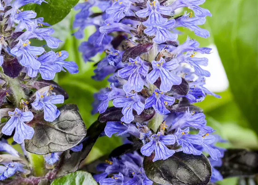 Ajuga reptans