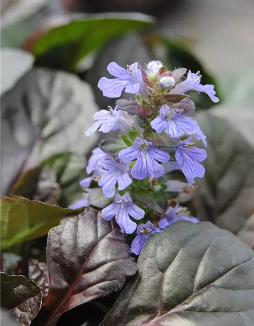 Ajuga reptans