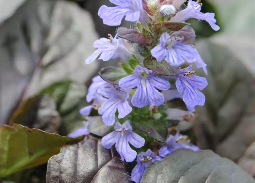 Ajuga reptans