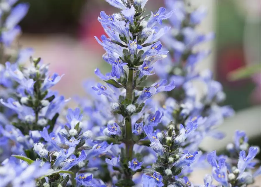 Ajuga reptans