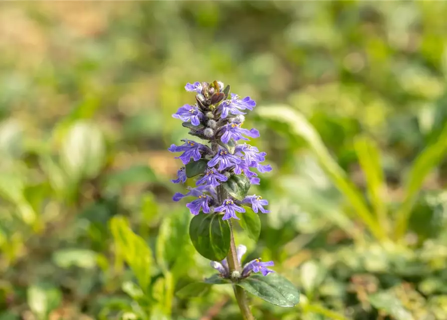 Ajuga reptans