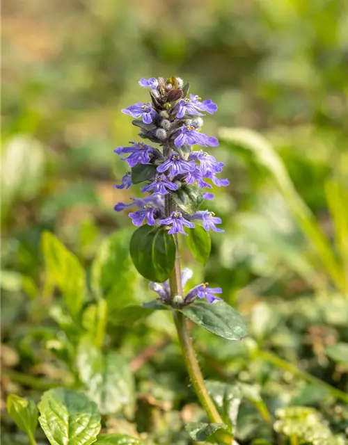 Ajuga reptans