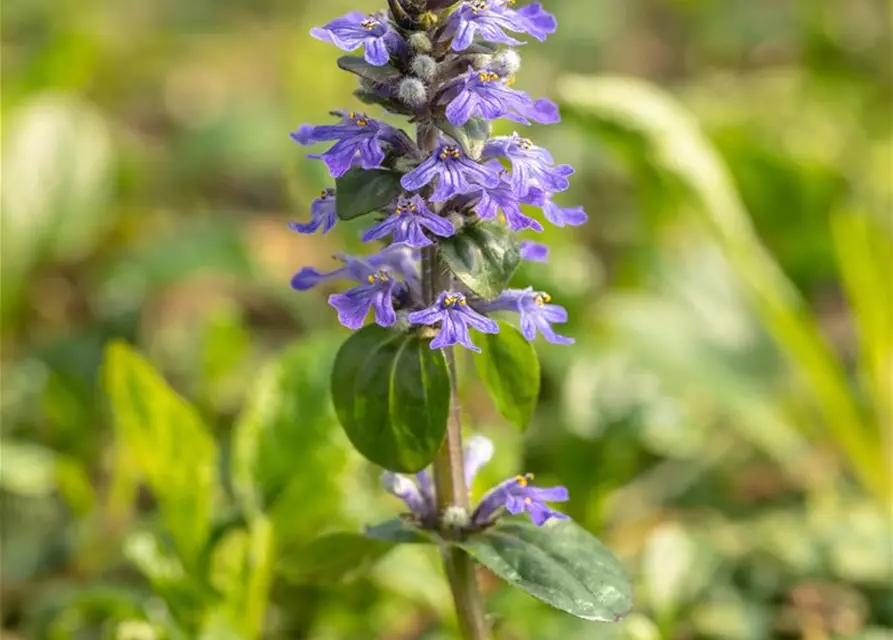 Ajuga reptans