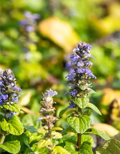 Ajuga reptans