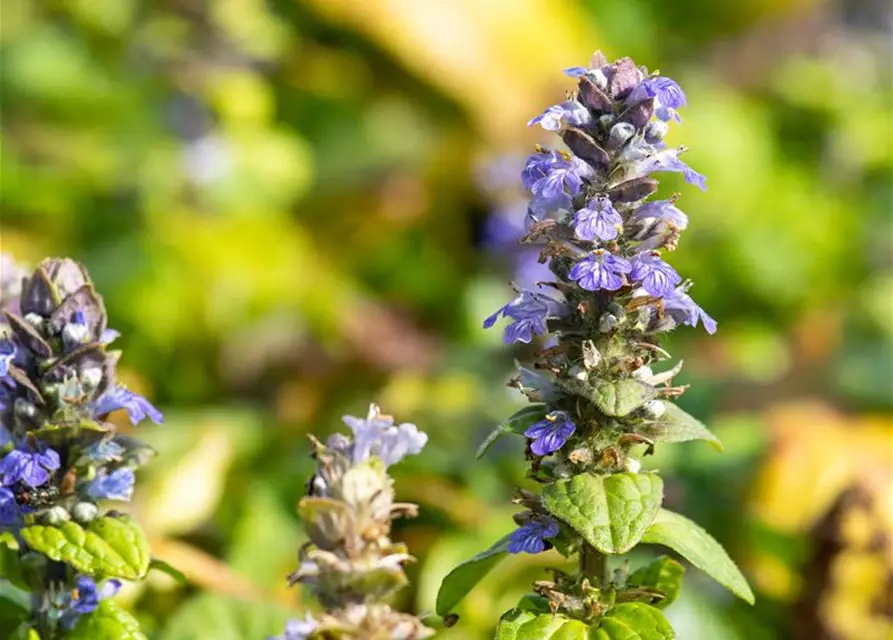 Ajuga reptans