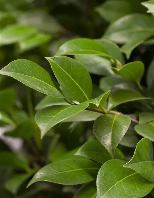 Camellia japonica