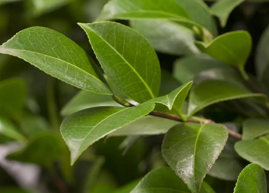 Camellia japonica