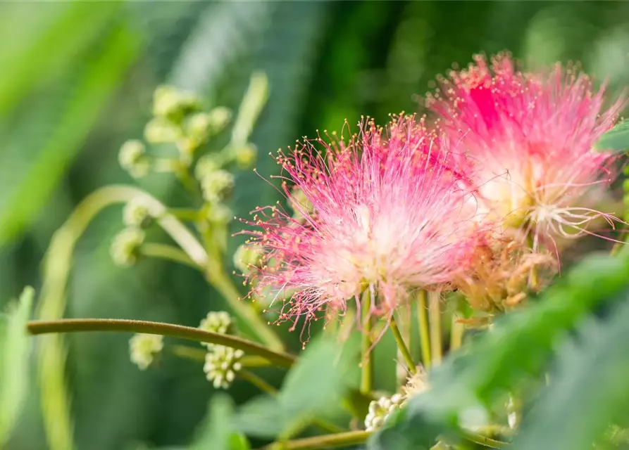 Albizia julibrissin