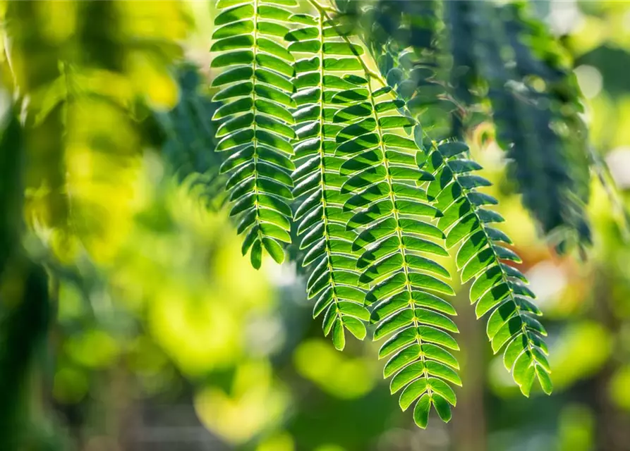 Albizia julibrissin