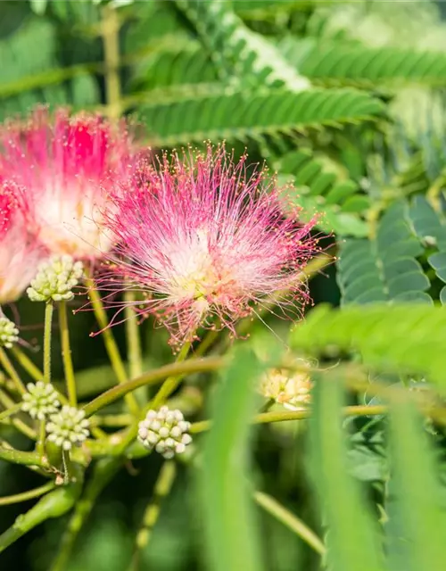 Albizia julibrissin