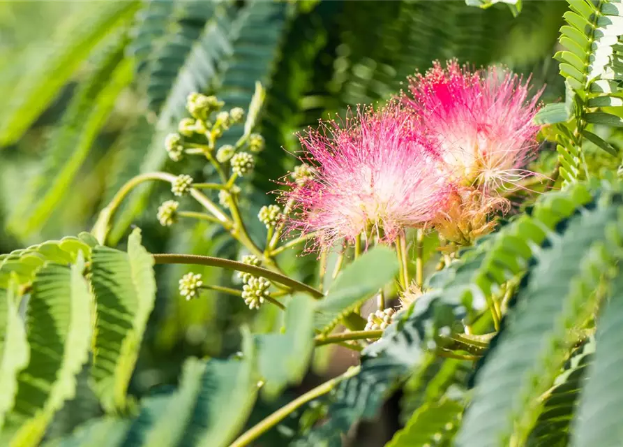 Albizia julibrissin