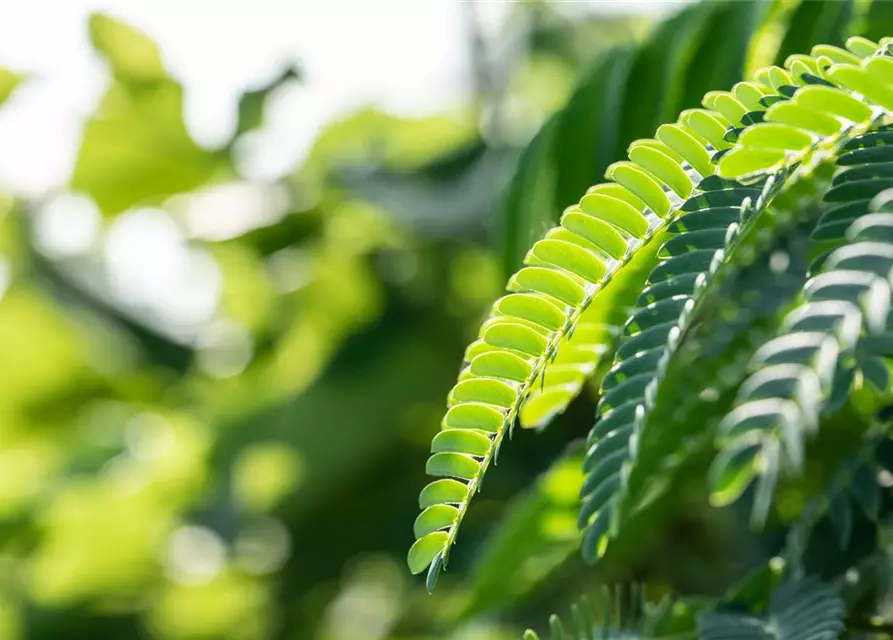 Albizia julibrissin