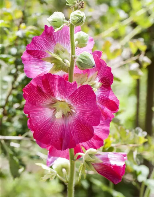 Alcea rosea