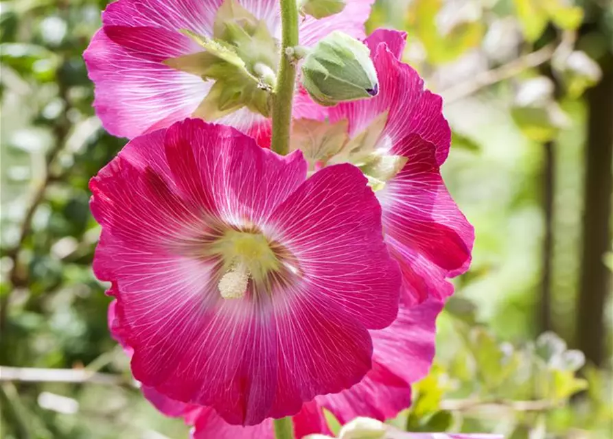 Alcea rosea