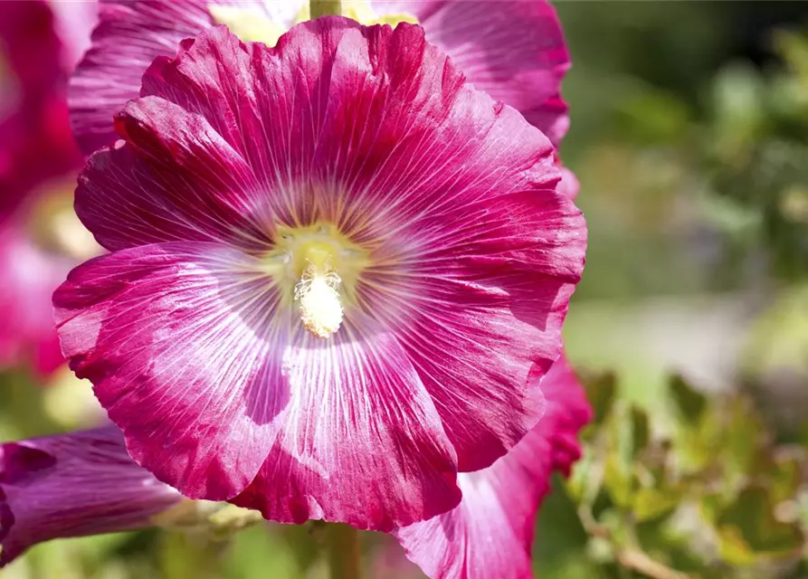 Alcea rosea