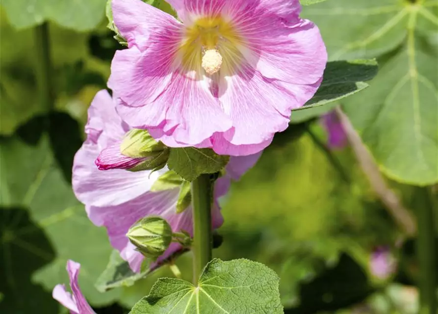 Alcea rosea