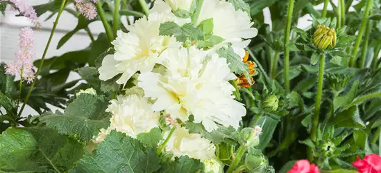 Alcea rosea plena