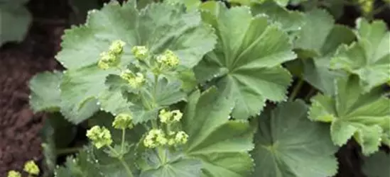 Alchemilla mollis