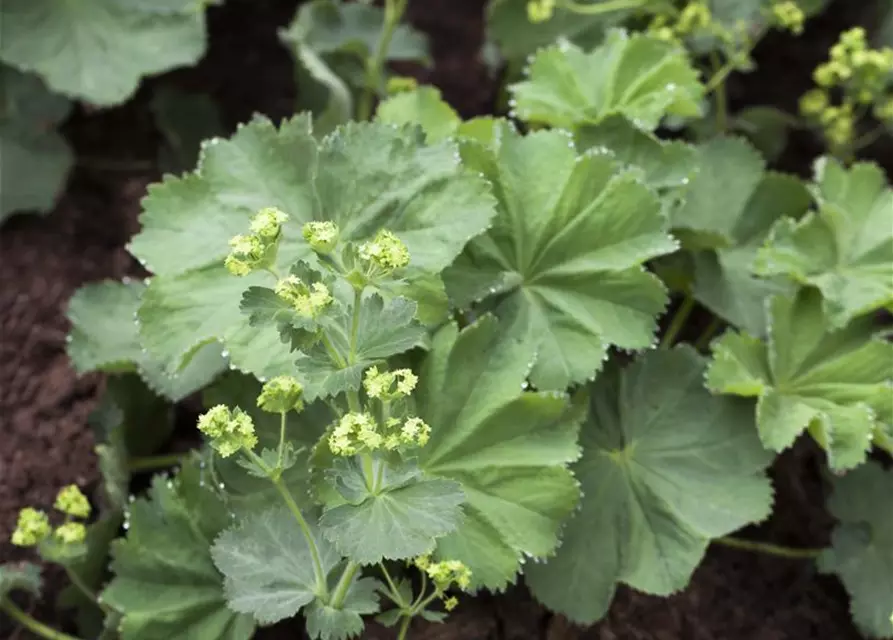 Alchemilla mollis