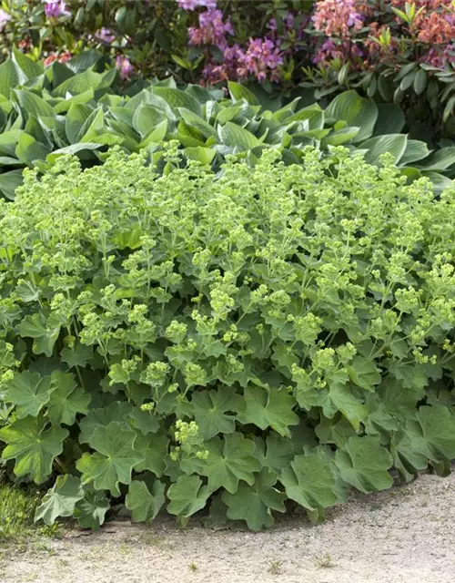 Alchemilla mollis