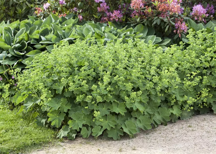 Alchemilla mollis