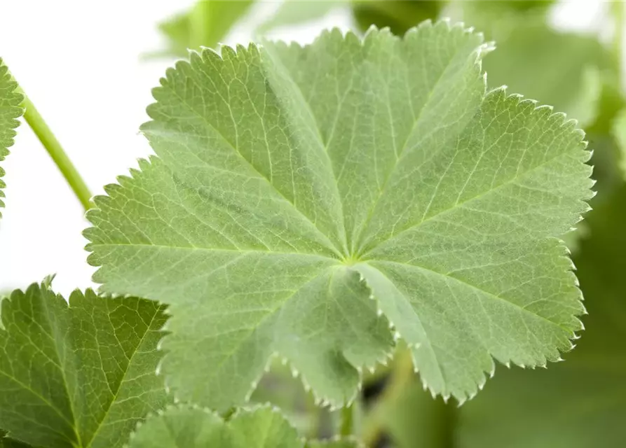 Alchemilla mollis