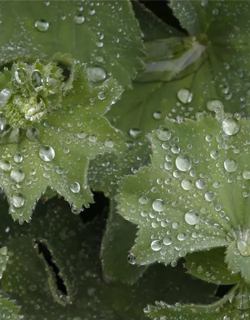 Alchemilla mollis