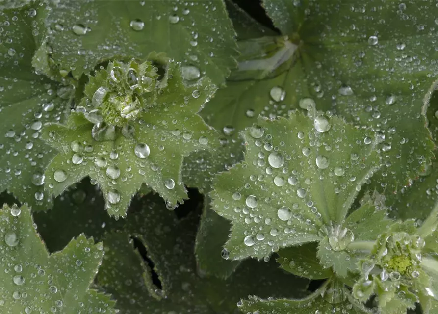 Alchemilla mollis