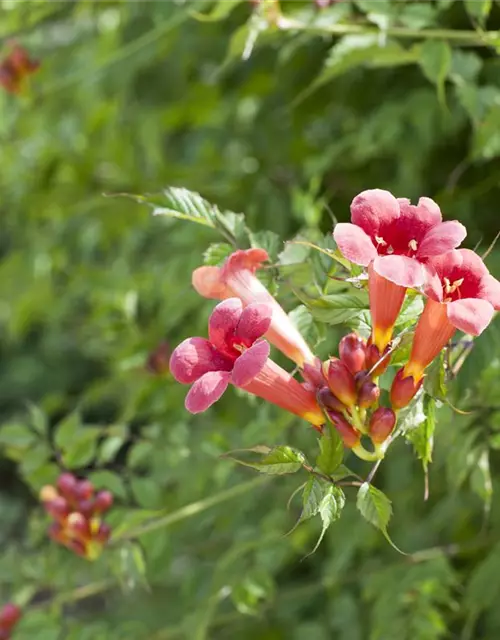 Campsis radicans