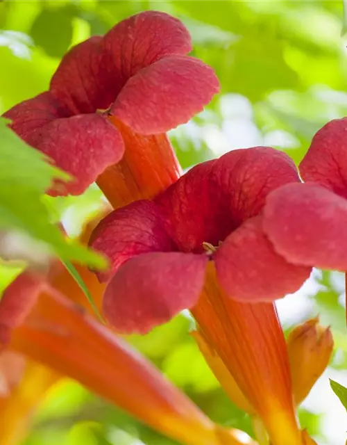 Campsis radicans